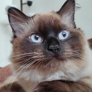 Meet your Posher, Annie